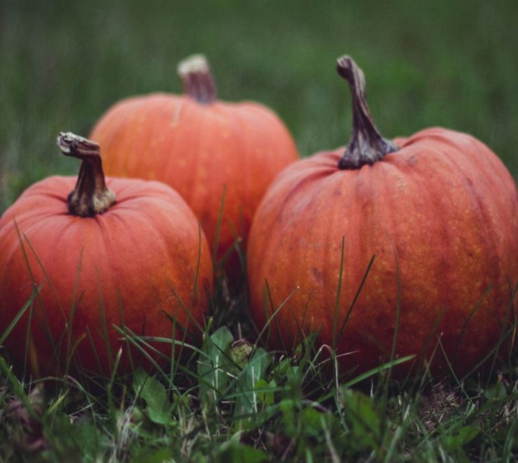 Fall Pumpkins in the green grass