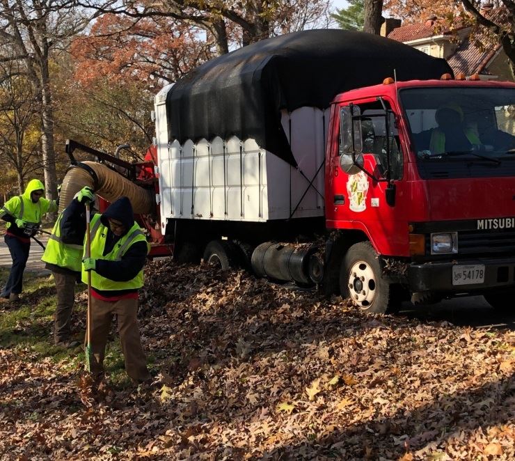 2018 Leaf collection