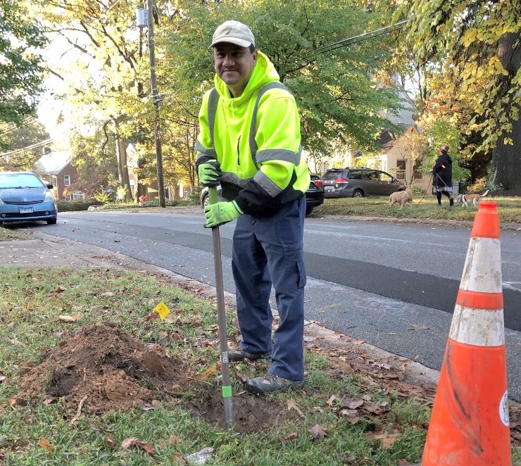 PW Worker Anibal digs a hole for a new tree