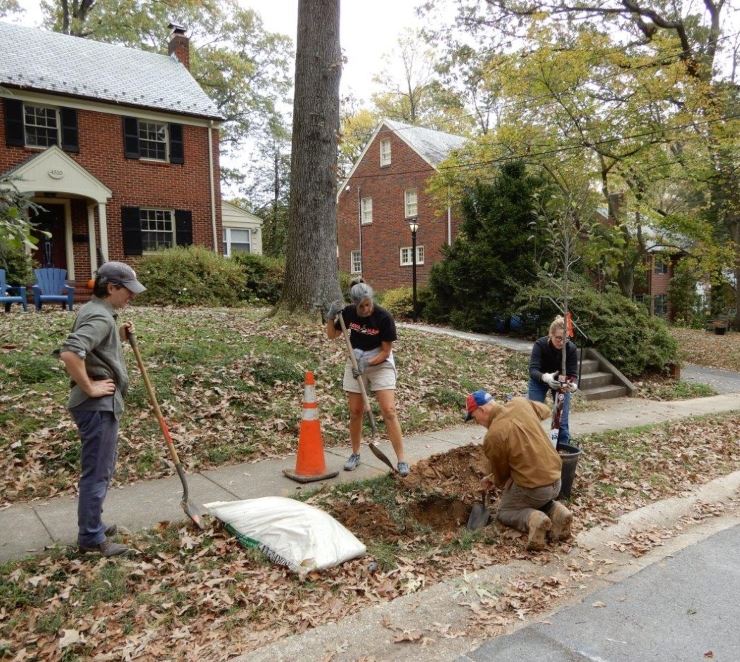 Residents planting a tree 
