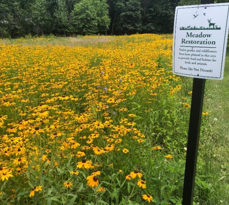 a meadow full of black eyed susans with a sign that says meadow restoration
