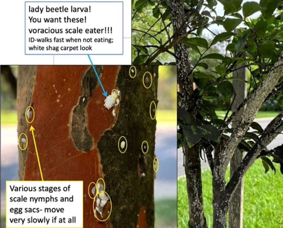 Picture of a Crape Myrtle with lady beetle larva and scale nymphs and egg sacs