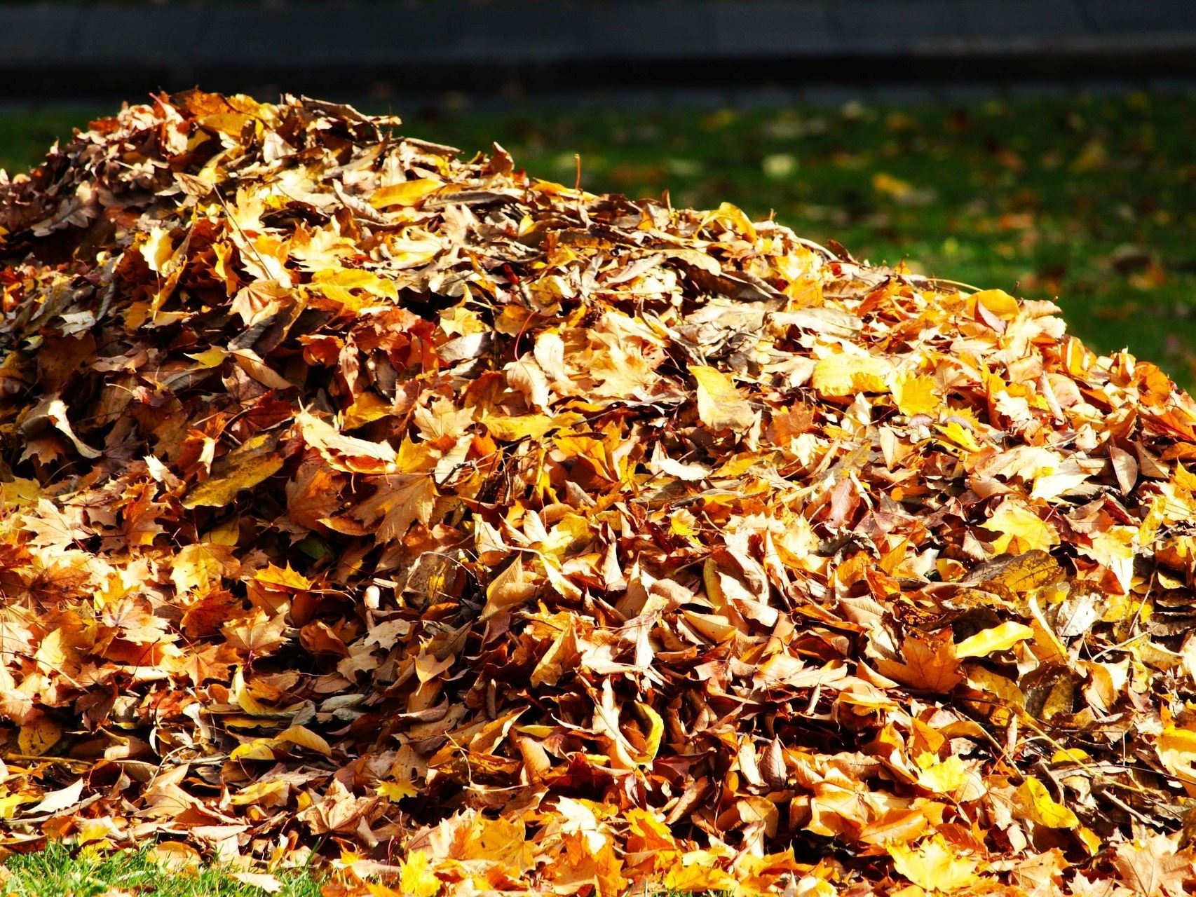 Pile of leaves