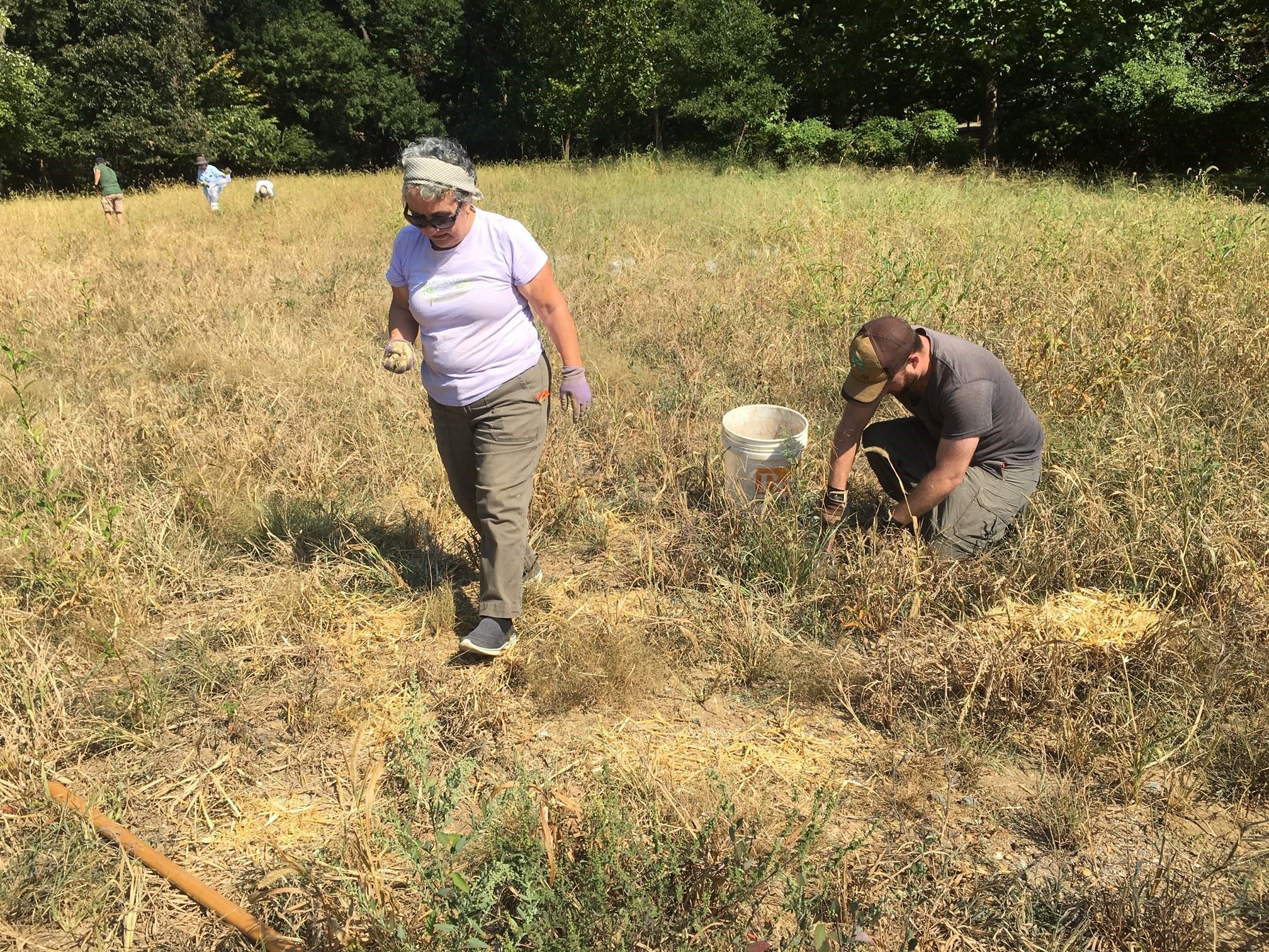 Volunteer works with a bucket to weed out invasive plants