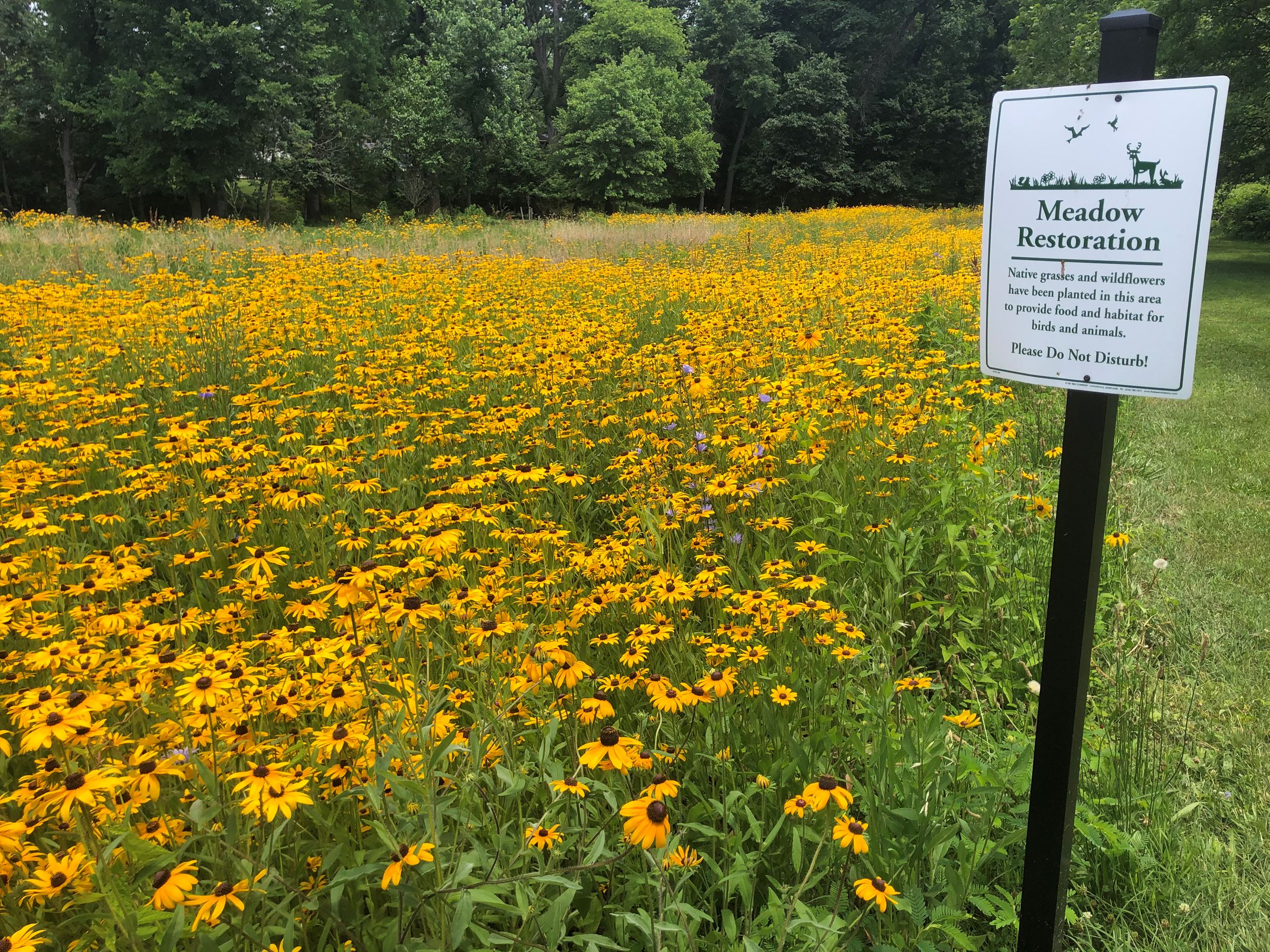 Show Adelphi Meadow in blooms with Blackeyed Susans 