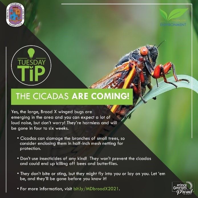 Info graphic about Cicadas